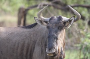 blue_wildebeest (3)